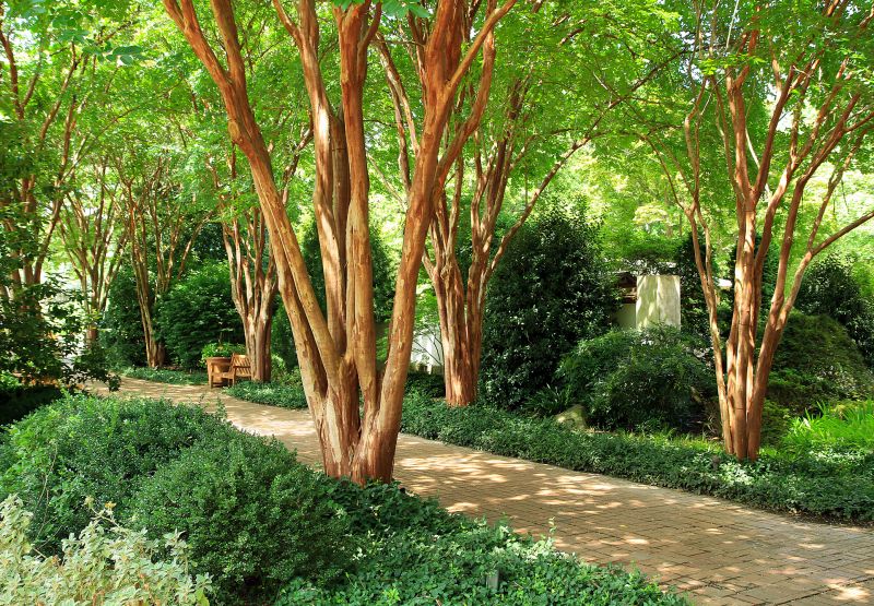crepe myrtle pruning