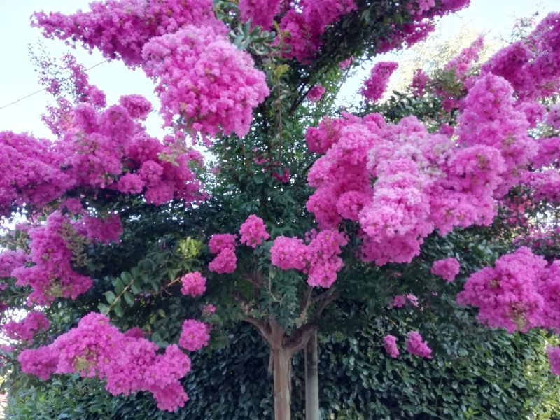 crepe myrtle pruning