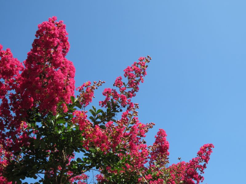 crepe myrtle pruning