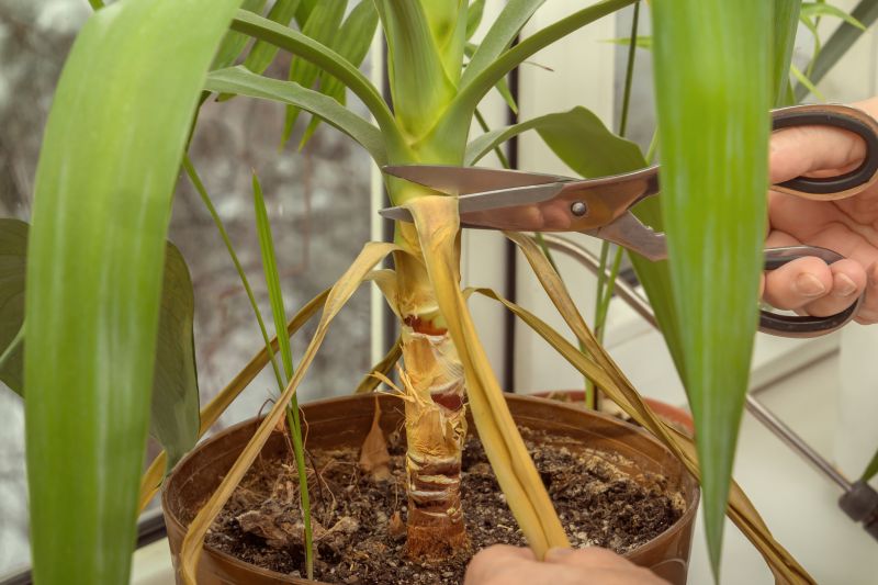 Azalea Pruning in Ventura County, CA