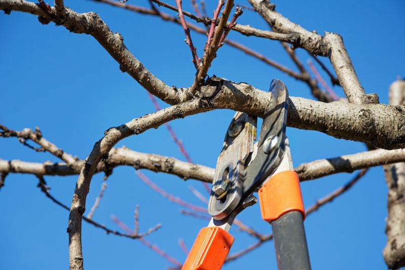 Close-up of Pruning Equipment