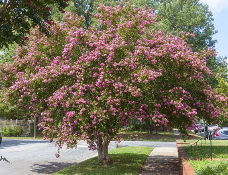 Blooming Crepe Myrtle