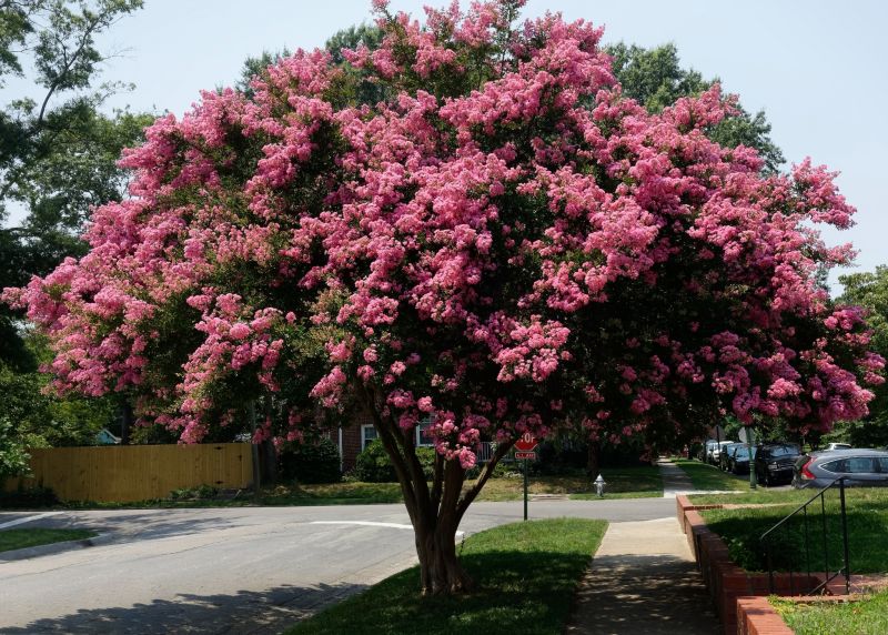 Pruned Crepe Myrtle in Spring