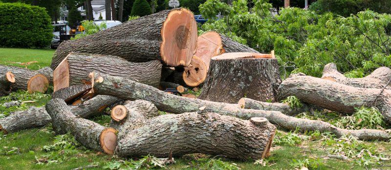 Cypress Tree Removal in Doylestown, PA