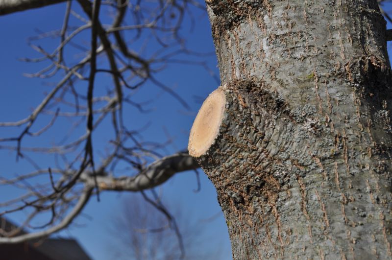 Maple Tree Pruning in Reno, NV