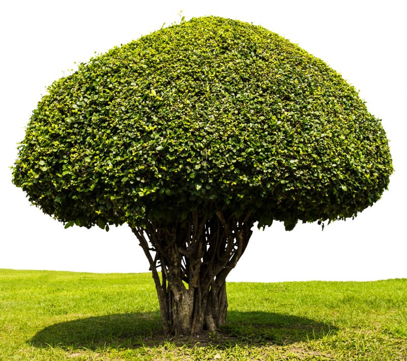 Artfully Shaped Shrubs