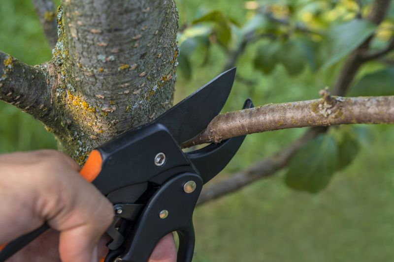 Tree Pruning in Reno, NV