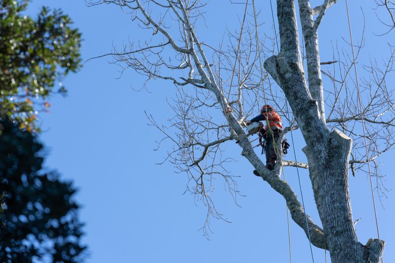 Professional Pruning Contractors
