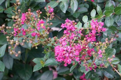 Crepe Myrtle Pruning - Crepe Myrtle Pruning Waterville, Maine